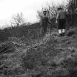 1938: Háafellsreitur - elsta skógrækt í Skorradal